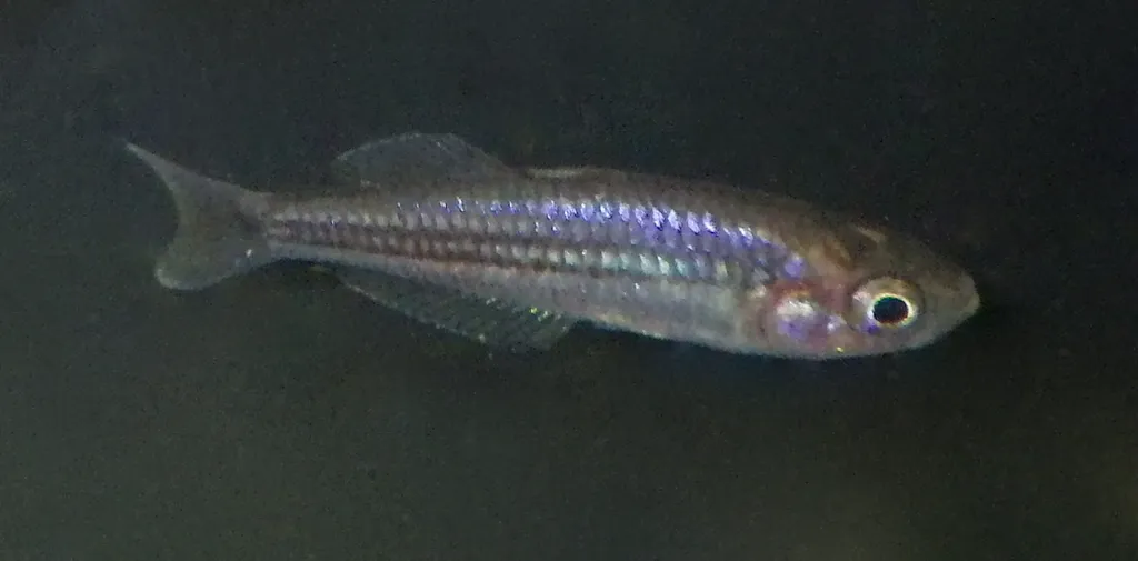 Pygmy rainbowfish (Melanotaenia pygmaea)