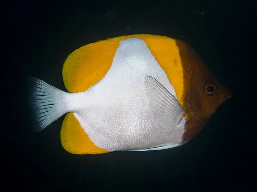 Pyramid Butterflyfish (Hemitaurichthys polylepis)