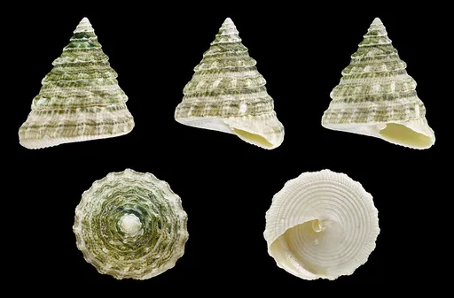 Pyramid Top Snail (Tectus fenestratus)
