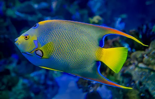 Queen Angelfish (Holacanthus ciliaris)