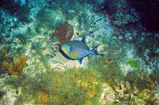 Queen triggerfish (Balistes vetula)