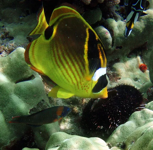 Raccoon Butterflyfish (Chaetodon lunula)