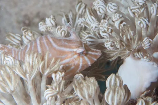 Radial Filefish (Acreichthys radiatus)