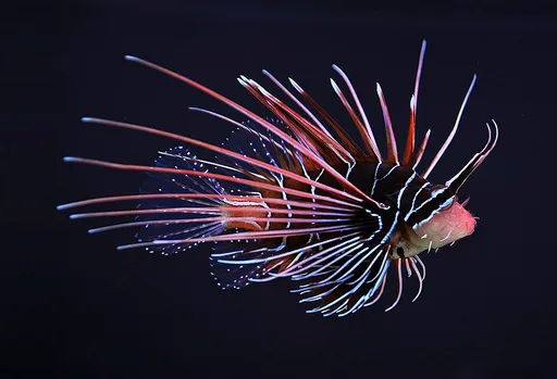 Radiata Lionfish (Pterois radiata)