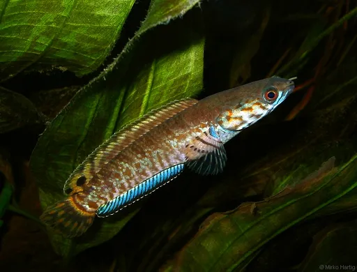 Rainbow snakehead (Channa bleheri)