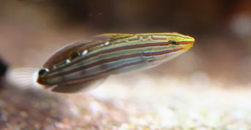 Rainford's Goby (Koumansetta rainfordi)