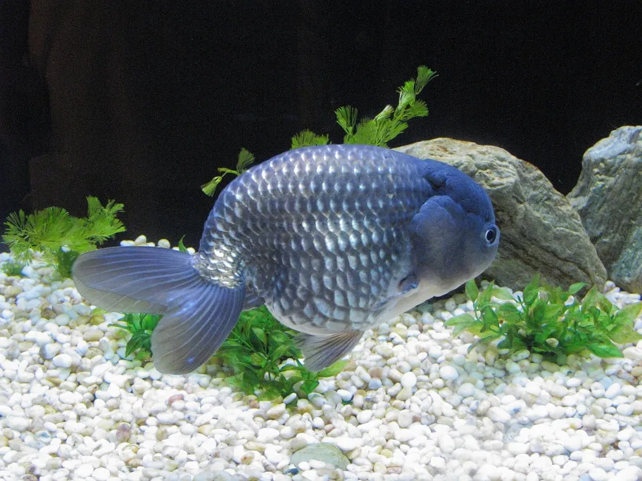 Ranchu (Carassius auratus)