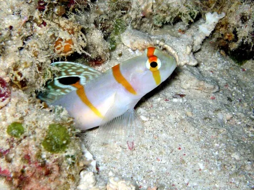 Randall's Prawn Goby (Amblyeleotris randalli)