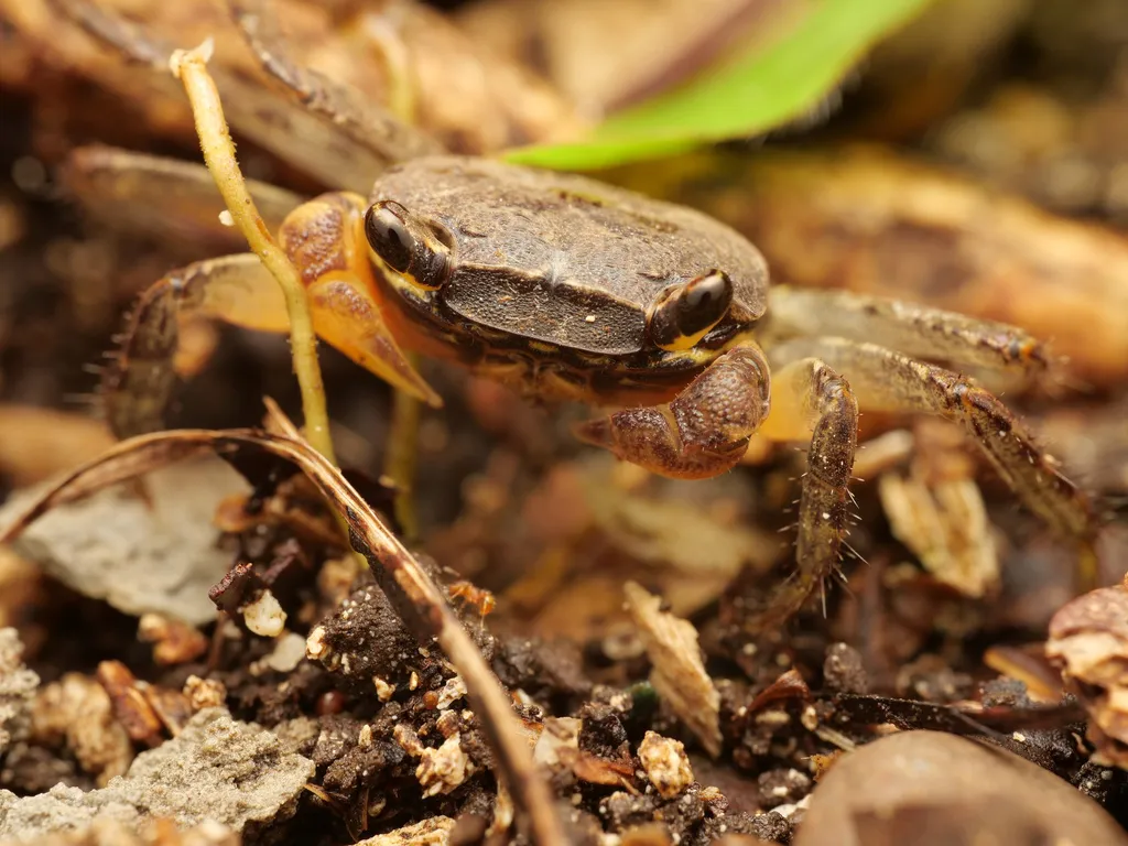 Red apple crab (Metasesarma aubryi)