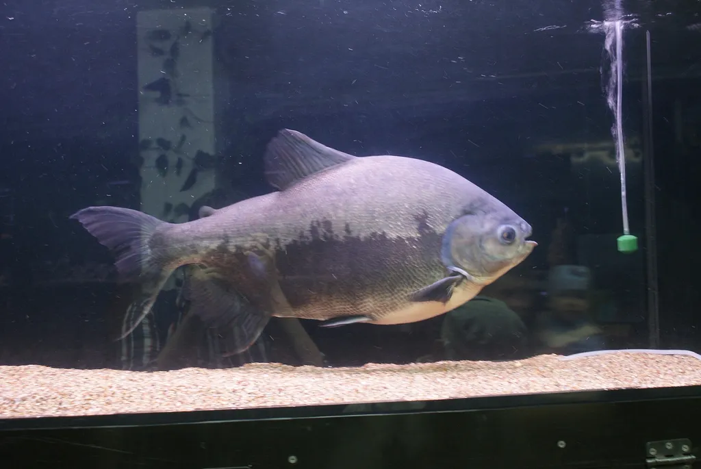 Red-bellied pacu (Piaractus brachypomus)