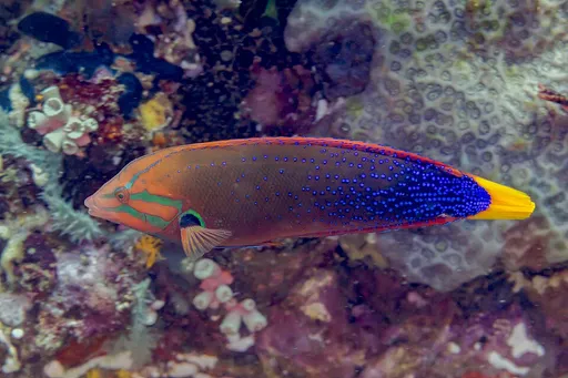 Red Coris Wrasse (Coris gaimard)
