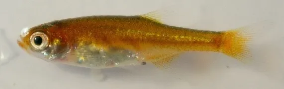 Red dwarf rasbora (Microrasbora rubescens)