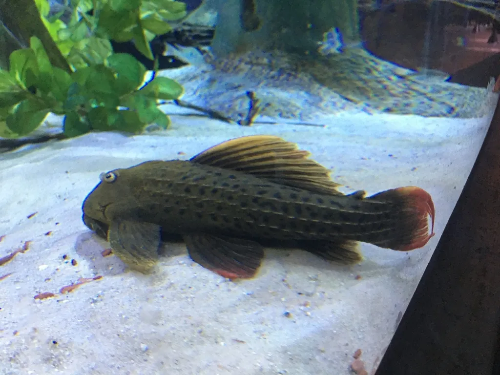 Red fin cactus pleco (Pseudacanthicus pitanga)