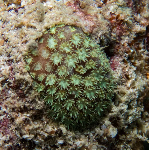 Red Flowerpot Coral (Bernardpora stutchburyi)