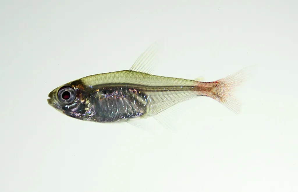 Red flush tetra (Hemigrammus stictus)