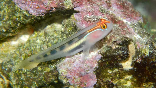 Red Head Goby (Elacatinus puncticulatus)