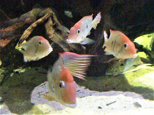 Red head Tapajos (Geophagus pyrocephalus)