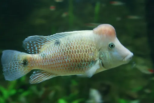 Red hump eartheater (Geophagus steindachneri)