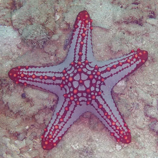 Red Knob Sea Star (Protoreaster linckii)