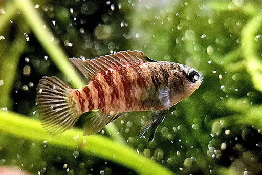 Red melon dario (Dario hysginon)