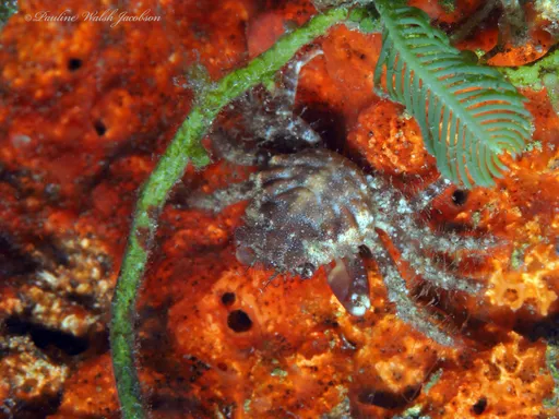 Red Mithrax Crab (Mithraculus forceps)