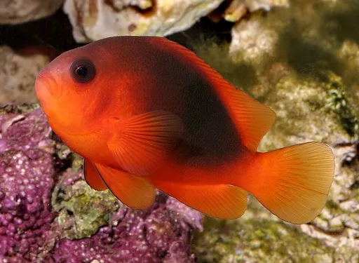 Red Saddleback Anemonefish (Amphiprion ephippium)