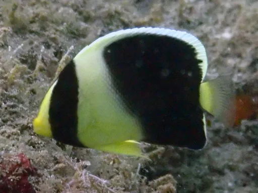 Red Sea Angelfish (Apolemichthys xanthotis)