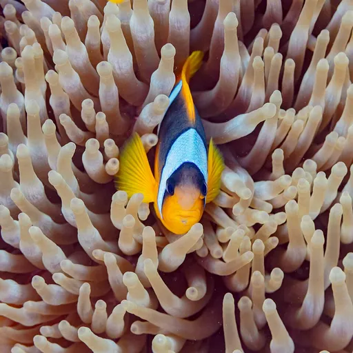 Red Sea Clownfish (Amphiprion bicinctus)