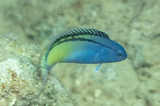Red Sea Mimic Blenny (Ecsenius gravieri)