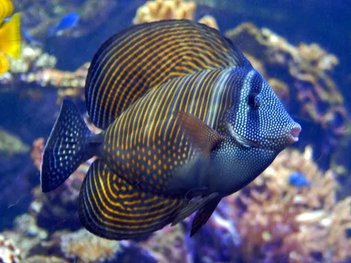 Red Sea Sailfin Tang (Zebrasoma desjardinii)