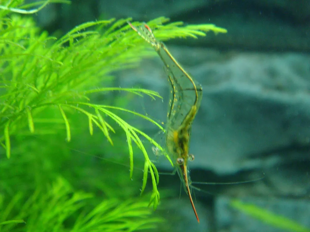 Red skunk shrimp (Caridina gracilirostris)