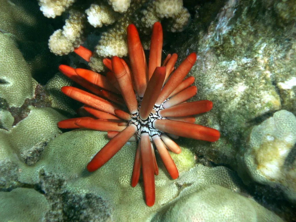 Red slate pencil urchin (Heterocentrotus mamillatus)