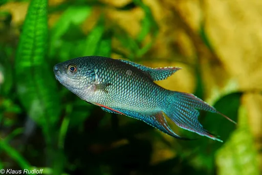 Redback paradisefish (Macropodus erythropterus)