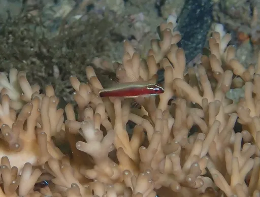 Redbelly Dwarfgoby (Eviota nigriventris)