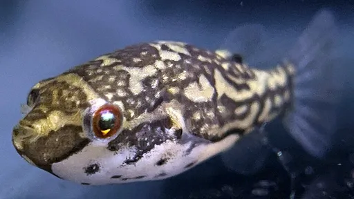 Redeye puffer (Carinotetraodon lorteti)