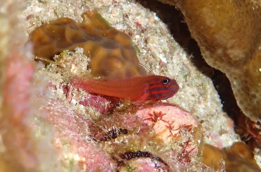 Redlined Pygmygoby (Trimma striatum)
