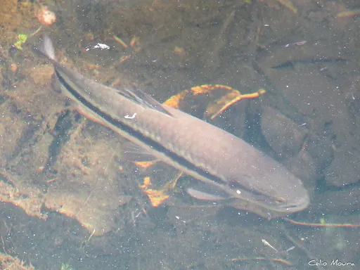Redtail wolf fish (Hoplerythrinus unitaeniatus)