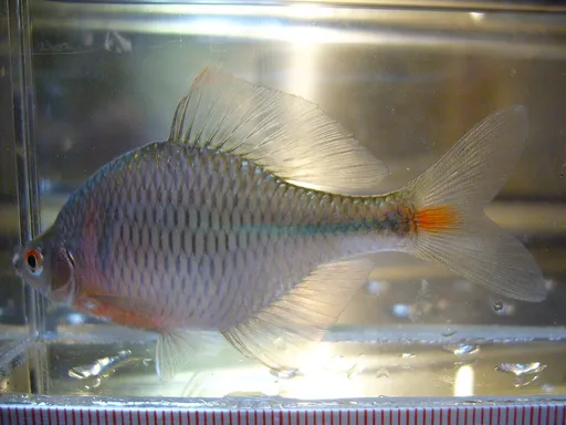 Rosy bitterling (Rhodeus ocellatus)