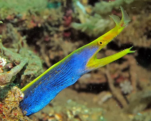 Ribbon eel (Rhinomuraena quaesita)