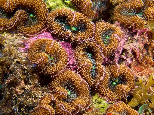 Florida Ricordea (Ricordea florida)