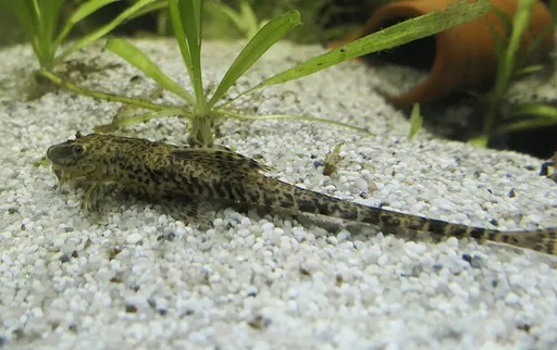 Red lizard whiptail (Rineloricaria lanceolata)