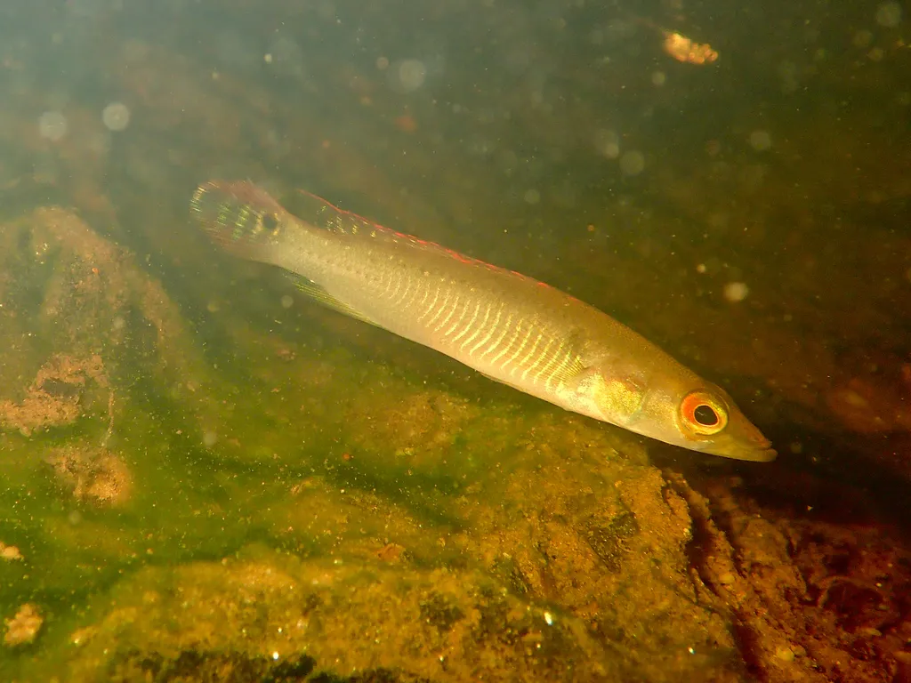 Ringtail pike cichlid (Crenicichla saxatilis)