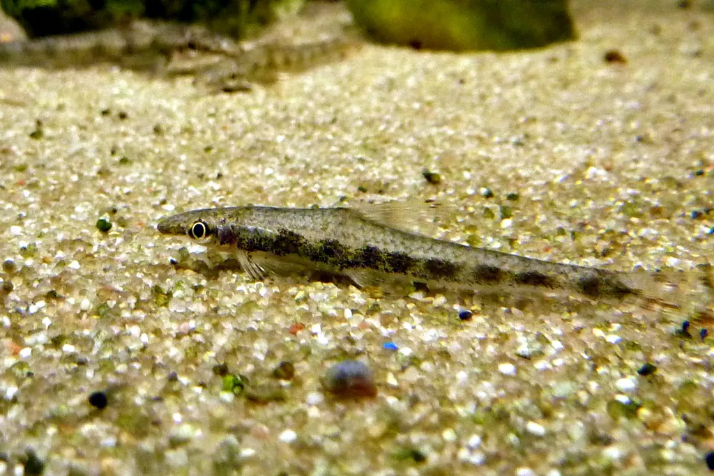 River stone carp (Psilorhynchus sucatio)