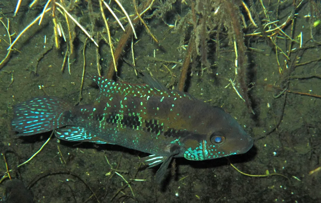 Robertson's cichlid (Cribroheros robertsoni)
