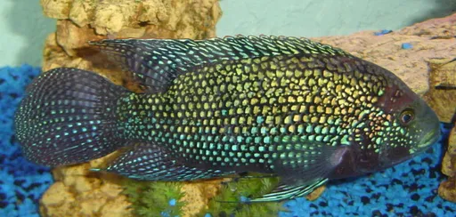 Jack Dempsey (Rocio octofasciata)