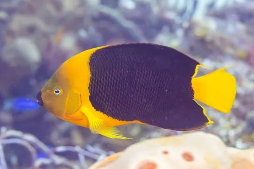 Rock Beauty Angelfish (Holacanthus tricolor)