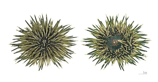 Rock-Boring Urchin (Echinometra mathaei)