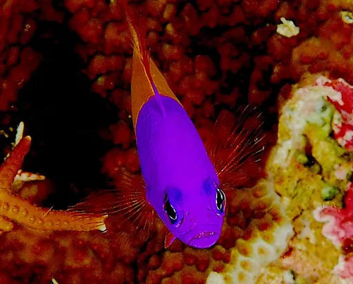 Bicolor Dottyback (Pictichromis paccagnellae)