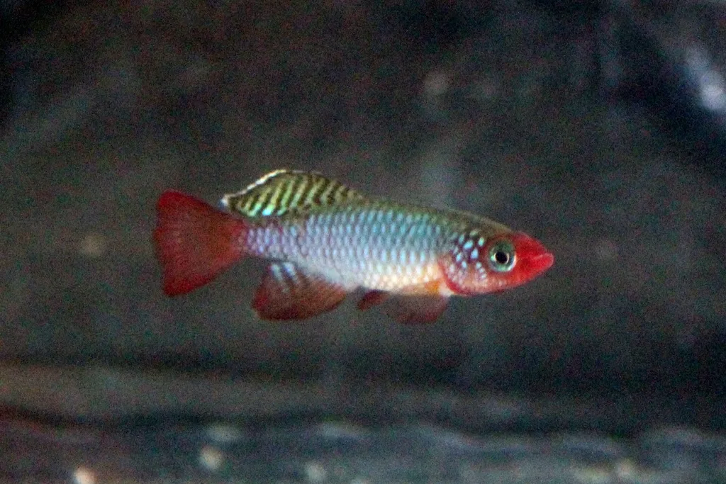 Rubripinnis nothobranch (Nothobranchius rubripinnis)