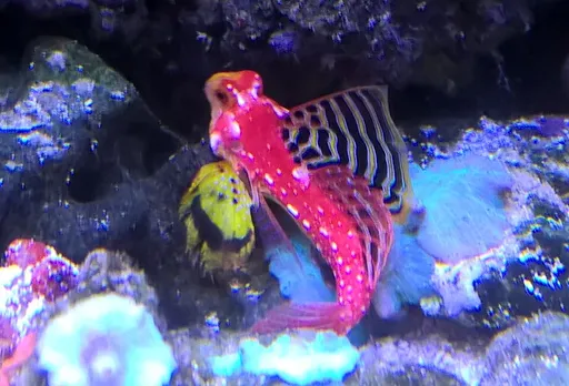 Ruby Red Dragonet (Synchiropus sycorax)